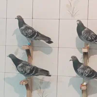 60تا کفتر پلاکی بیرونی|پرنده|شیراز, سهل‌آباد|دیوار