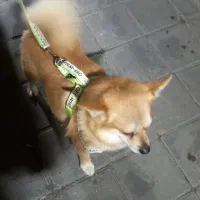 پامر روباهی|سگ|ری, دیلمان|دیوار