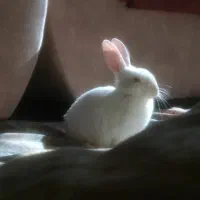 خرگوش اهلی|موش و خرگوش|مشهد, آزادشهر|دیوار