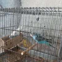 مرغ عشق