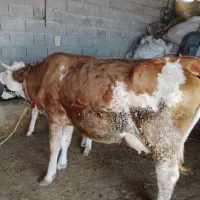 گاو و گوساله