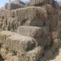 ایستگاه علوفه کرج یونجه کاه گندم لوبیا عدس