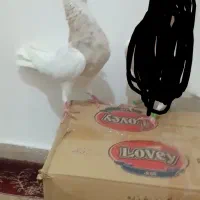 ماده طوقی سرور طلا