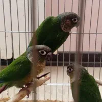 فروش تعدادی جوجه گرینچیک سرلاکی و دانه خور فول رام