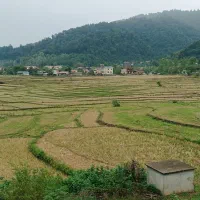 فروش1100متر-شالیزار-در-اسالم-روستای-کیش-خاله