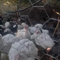 بوقلمون بیوتی کاملا ارگانیک و طبیعی|حیوانات مزرعه|جویبار, |دیوار