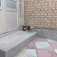 مرغ محلی