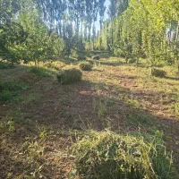 فروش یونجه خالص