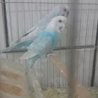 مرغ عشق با جوجه