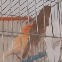 فروش دوجفت قناری|پرنده|مرودشت, نقش رستم|دیوار