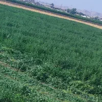 فروش یونجه