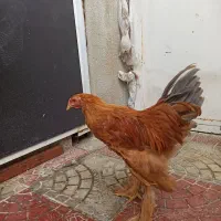 خروس برهما|حیوانات مزرعه|بانه, |دیوار