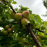 خانه-ییلاقی-روستای-کاورد-جاده-ا-پرت-هیکوه-سند-دار