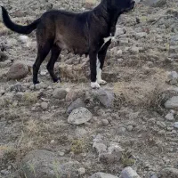 سگ ماده سرابی