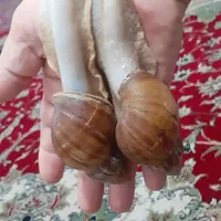 حلزون تکی و یکجا در سایزهای مختلف،توضیحات کامل است|خزنده|کرج, پیشاهنگی|دیوار