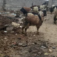 بزغاله نر جلوکش و شوخ