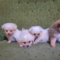 واگذاری سگ پاکوتاه سایز ریز|سگ|مسجد سلیمان, |دیوار