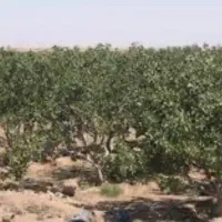 زمین پسته و اب