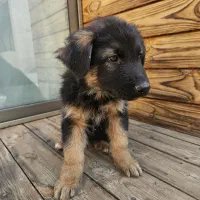 ژرمن شپرد|سگ|اصفهان, فیض|دیوار