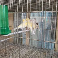 قناری اورجینال ترکیه ای