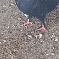 کفتر|پرنده|میناب, |دیوار