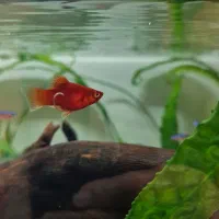 ۲ عدد آنجل بلوگارنین و ۱۰ عدد پلاتی خونی|ماهی|ری, دولتآباد|دیوار