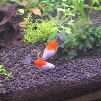 ماهی پلاتی میکی موس|ماهی|ملایر, |دیوار