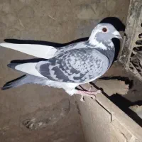 کبوتر پلاکی