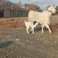 بزبابزغاله بزشیرا