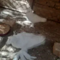 فروش کبوتر بخارایی سفید