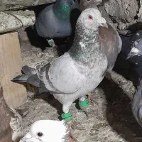 کفتر سار