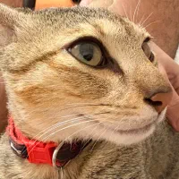 گربه گمشده|حیوانات|کیش, |دیوار