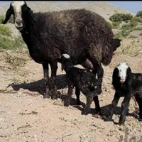 خواف ارسال میگردد میش 2 بره زا گوسفند شالی ژَن|حراج|خواف, |دیوار