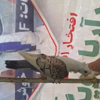 کبوتر بلژیکی|پرنده|ساری, |دیوار