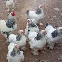 خروس برهما