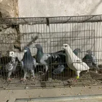 فروشی|پرنده|شیراز, بید زرد|دیوار