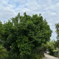 مشارکت در ساخت