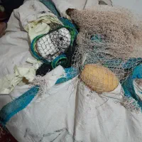 شادگان