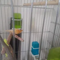 قناری|لوازم جانبی حیوانات|مشهد, هفت تیر (آب و برق)|دیوار