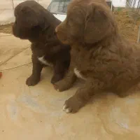 واگذاری ی جفت توله سرخ|سگ|دهاقان, |دیوار