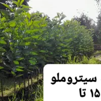 فروش نهال مرکبات رو پایه نارنج ، سیتروملو و c35|خدمات باغبانی و درختکاری|گتاب, |دیوار