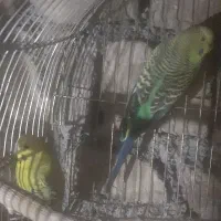 یک جفت مرغ عشق مولد و یک عدد جوجشون|پرنده|کبودرآهنگ, |دیوار