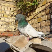 یجفت کله دم سبز|پرنده|آشتیان, |دیوار