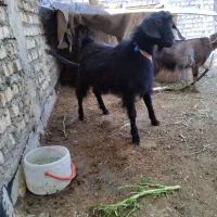 نر بز جوان معاوضه با بره علفخور