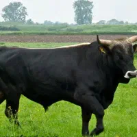 شاخ و سم گاو