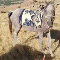 اسب مادیون