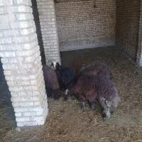 ۵عدد بره نر