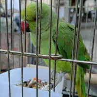 فروش ملنگو نر  اهلی اهلی  ۱۰ماهه.