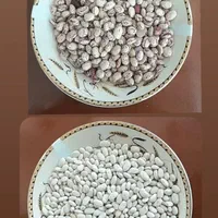 حبوبات