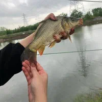 بچه ماهی کپور و غذای ماهی